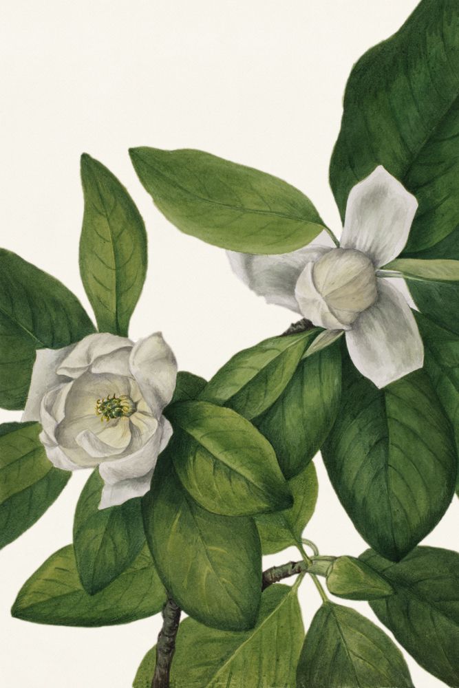 White Florals 2 artwork