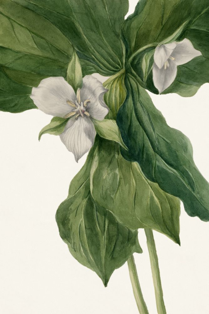 White Florals 5 artwork