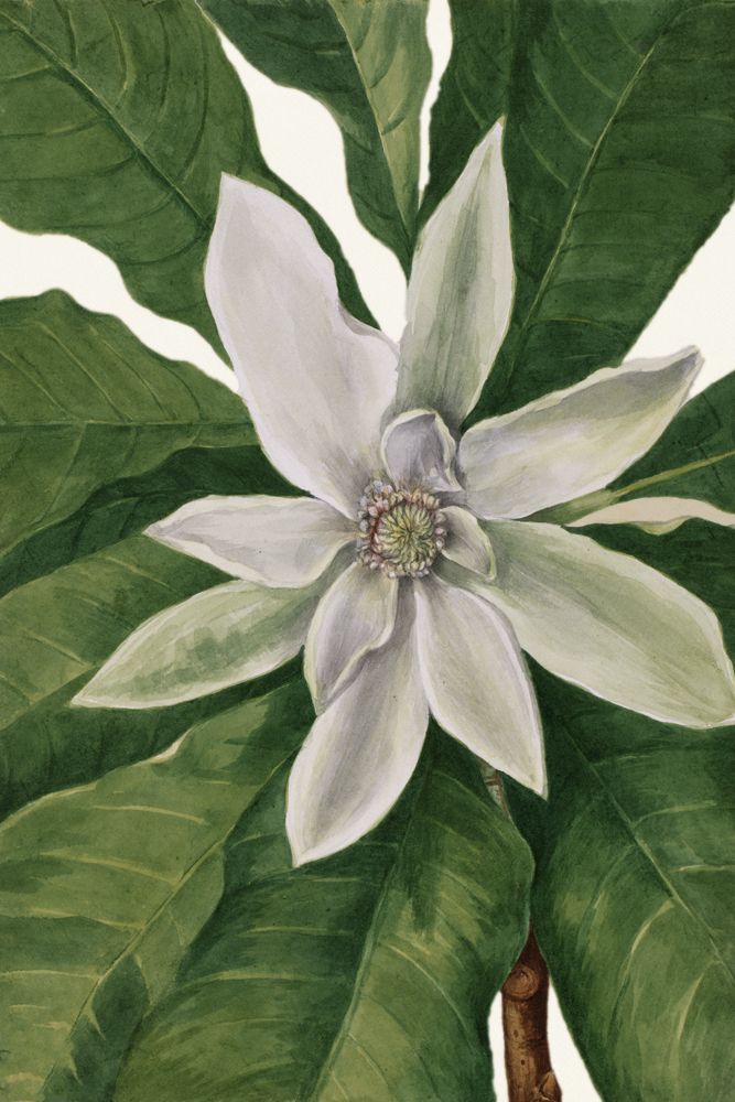White Florals 7 artwork