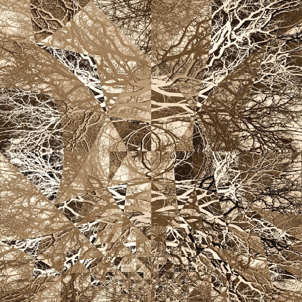 A Forest in Echo 1 artwork