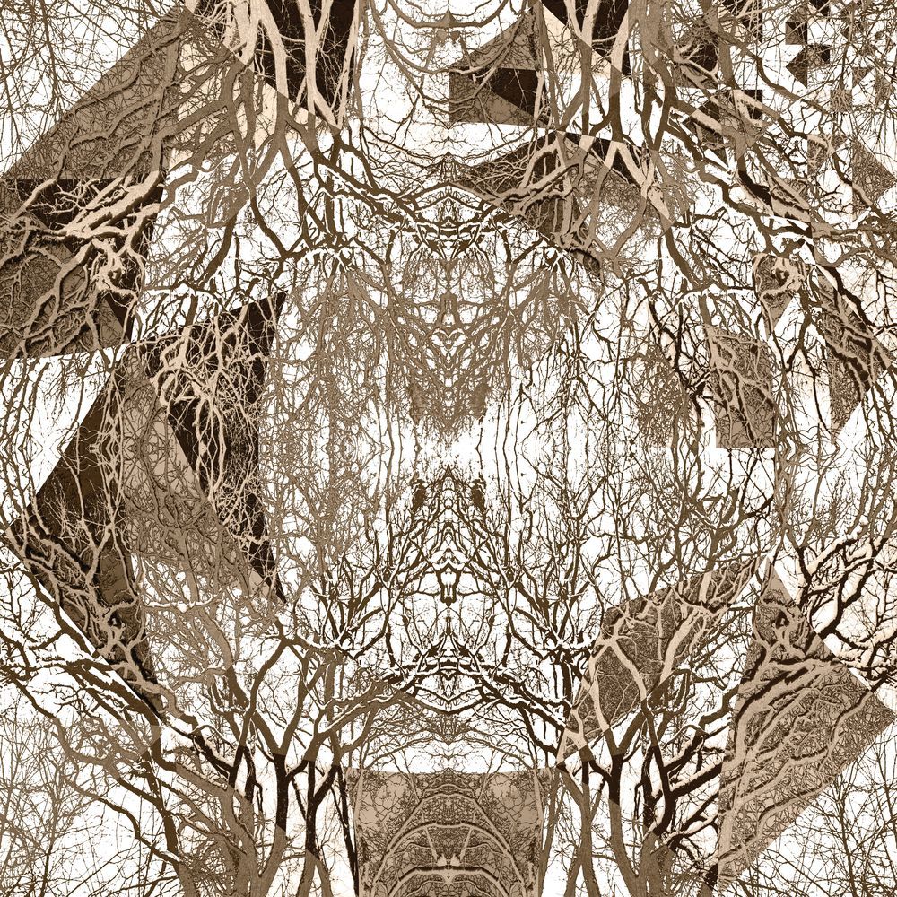 A Forest in Echo 2 artwork