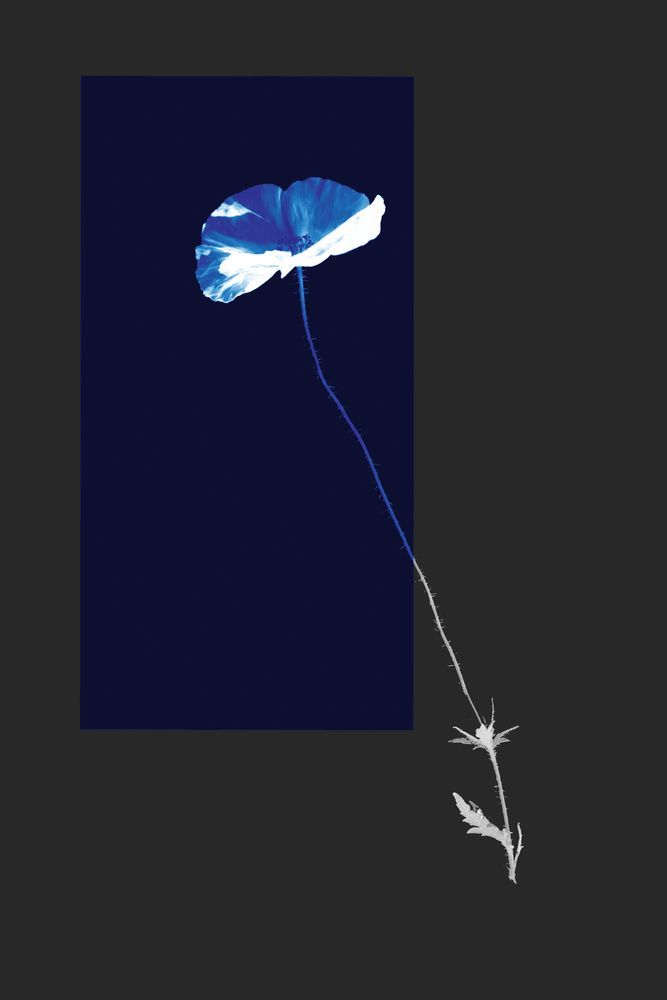 Color Burn Blossom 5 — artwork