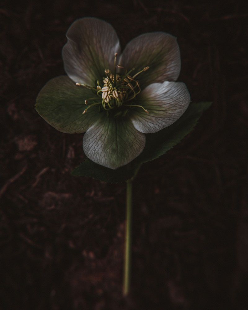 Night Blooming 3 — artwork