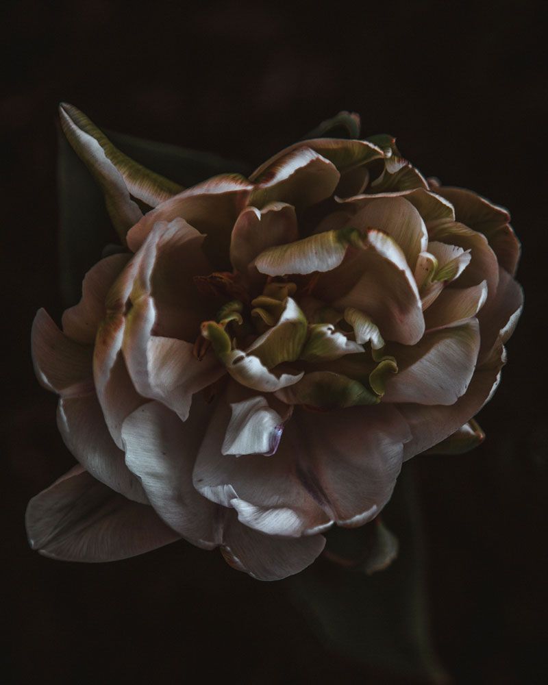 Night Blooming 5 — artwork