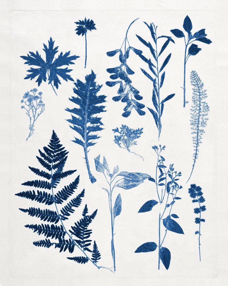Blue Botanical Study 1 — artwork