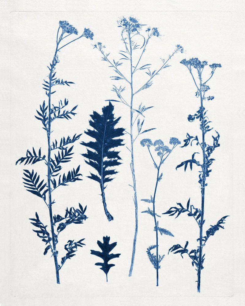 Blue Botanical Study 7 — artwork