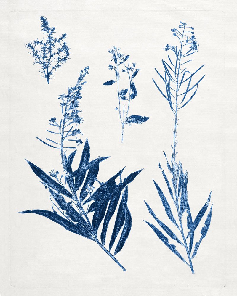 Blue Botanical Study 8 — artwork
