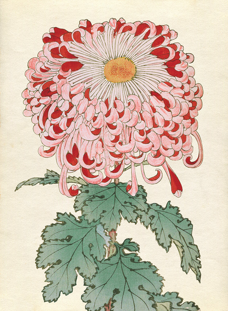 Chrysanthemum Studies 2 — artwork
