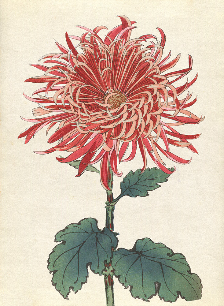 Chrysanthemum Studies 4 — artwork