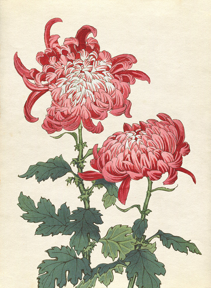 Chrysanthemum Studies 5 — artwork