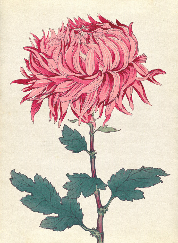 Chrysanthemum Studies 6 — artwork