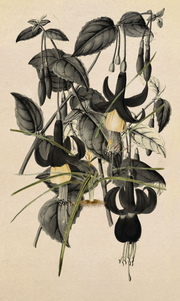 STNO-G001-03 artwork