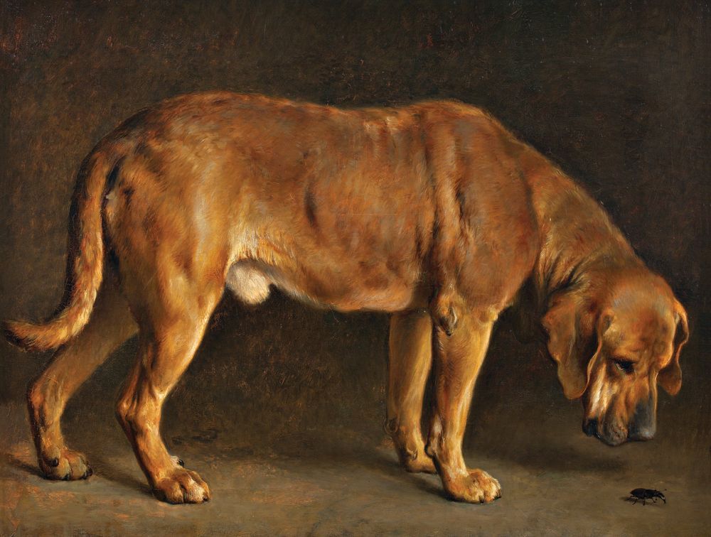 Hound and Beetle 1 — artwork
