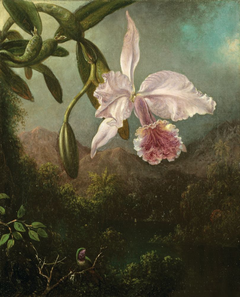 Orchid at Dusk 1 — artwork