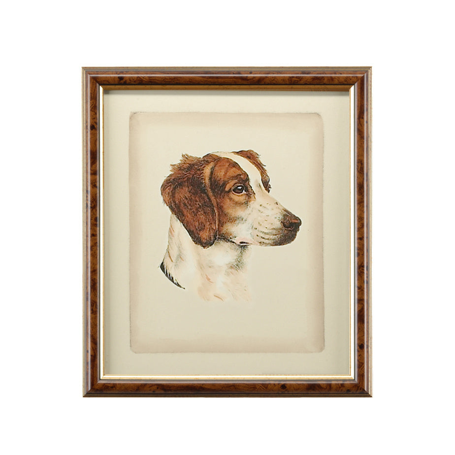 Danchin Pointer