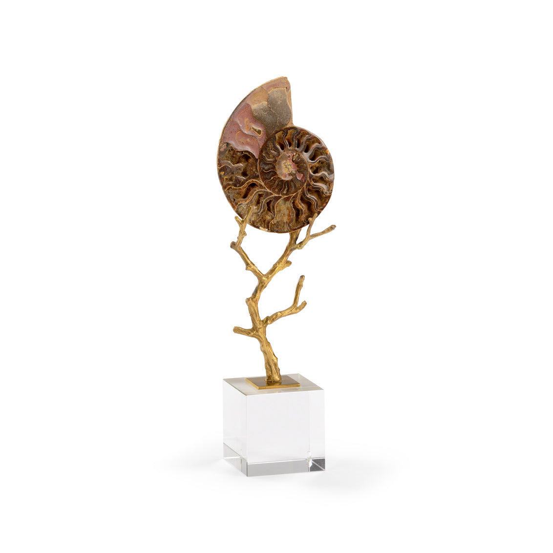 Small Ammonoidea