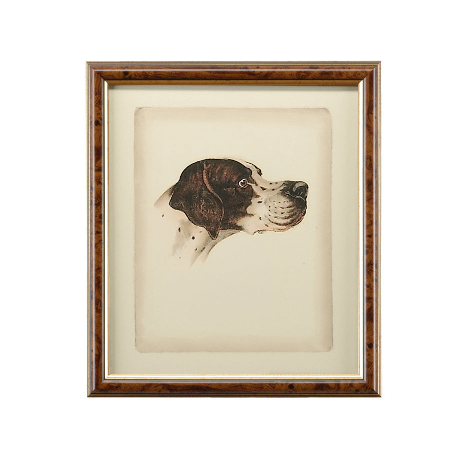 Danchin Cocker Spaniel