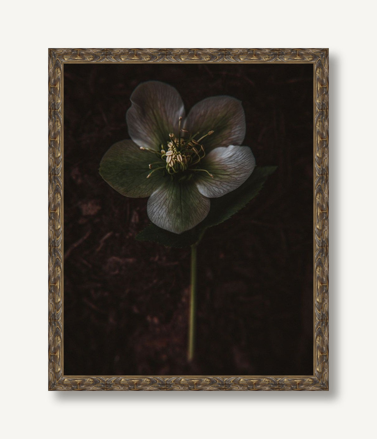 Night Blooming 3 — framed