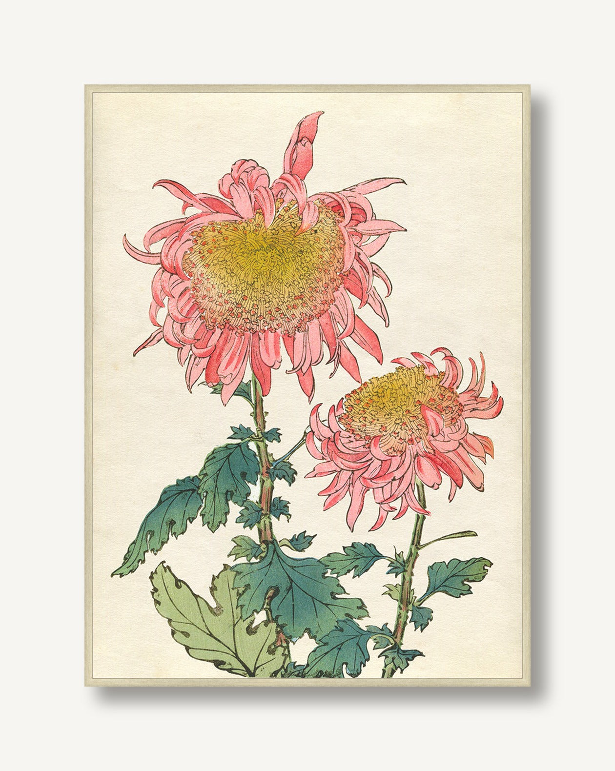 Chrysanthemum Studies 3 — framed