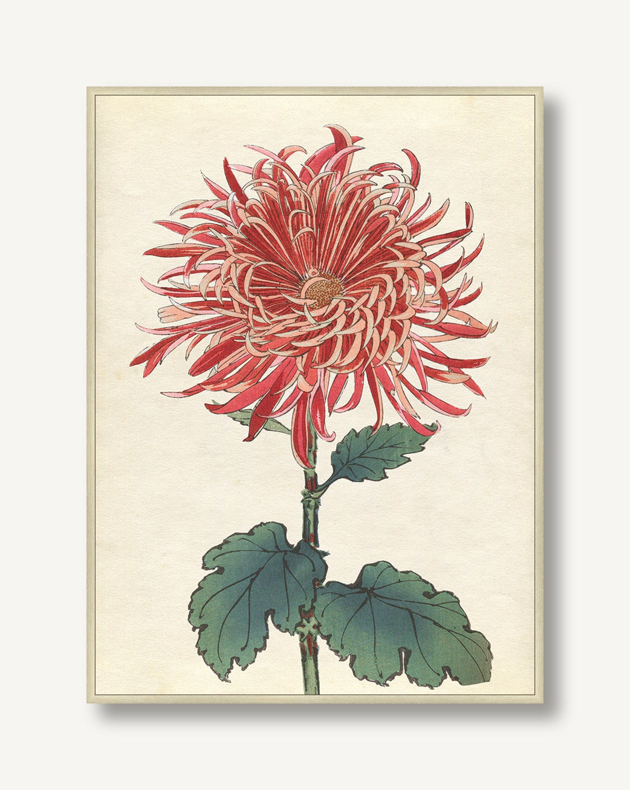 Chrysanthemum Studies 4 — framed