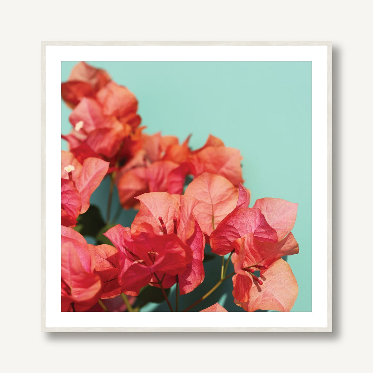 Bright Star 1 framed