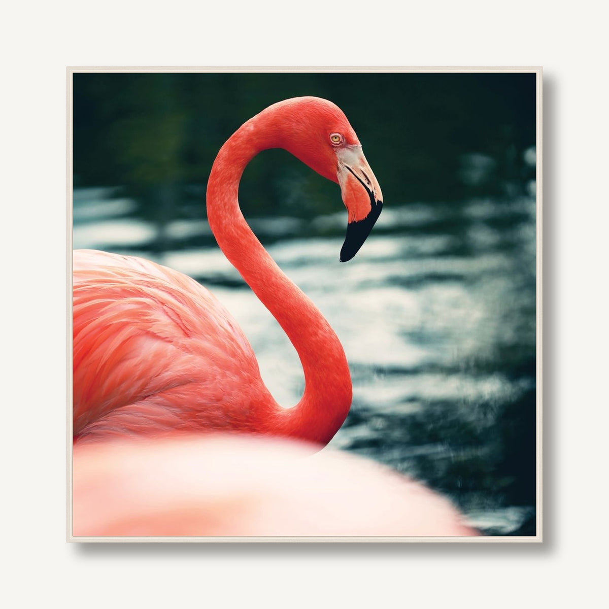 Flamingo 1 framed