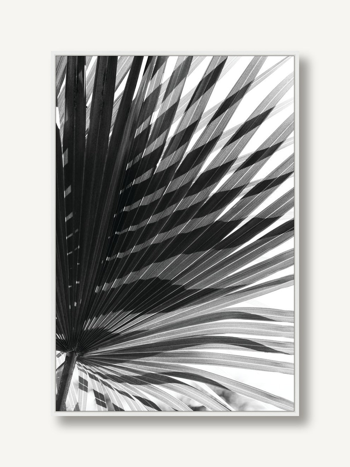 Palm Shadowplay 1 framed