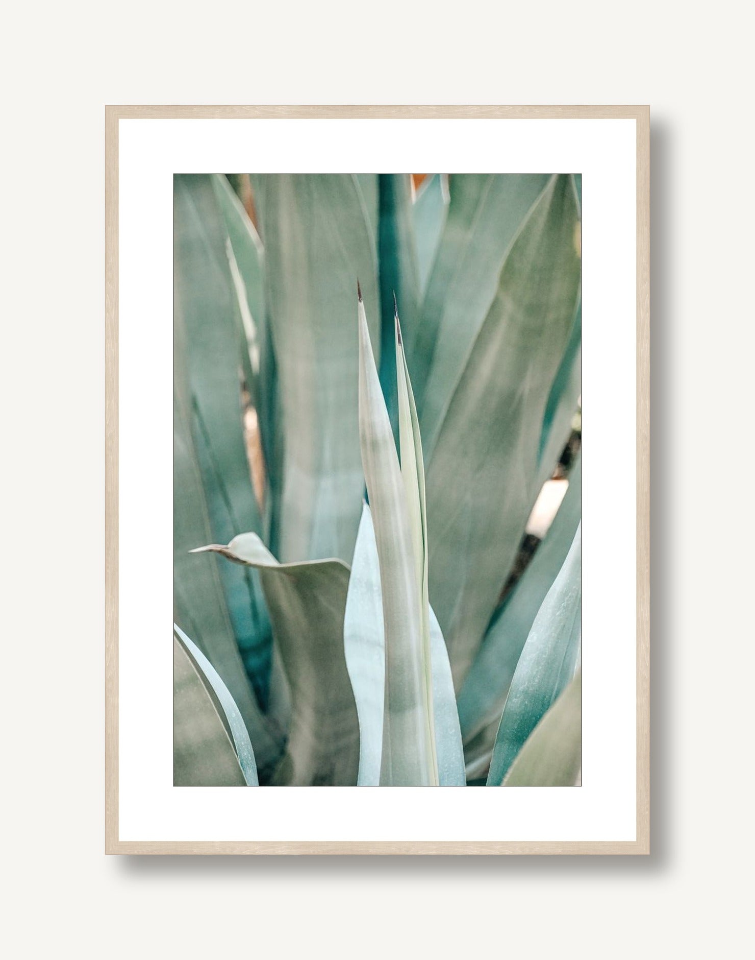 Spring Agave 1 framed