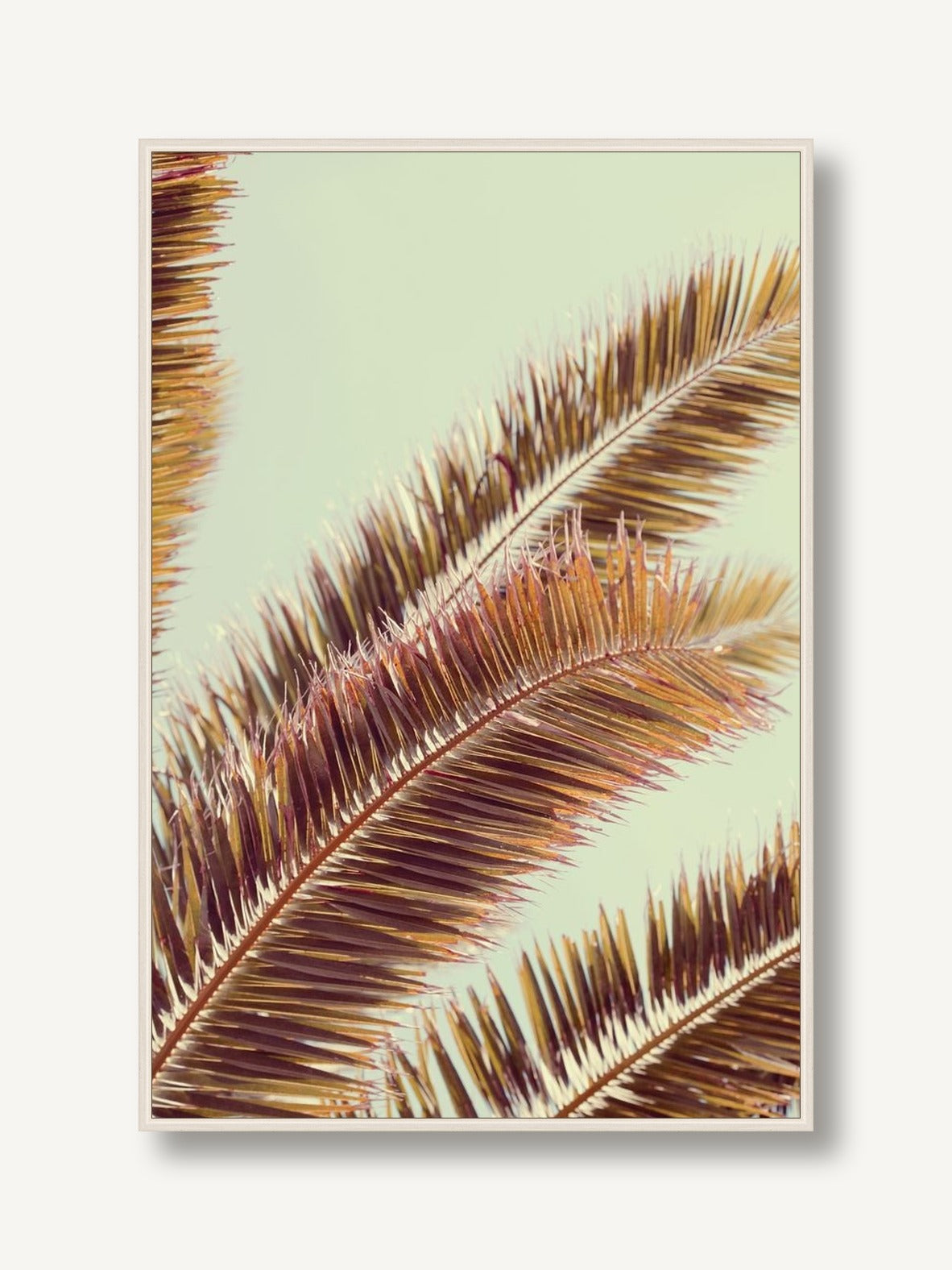 Sun-Drenched Palms 1 framed