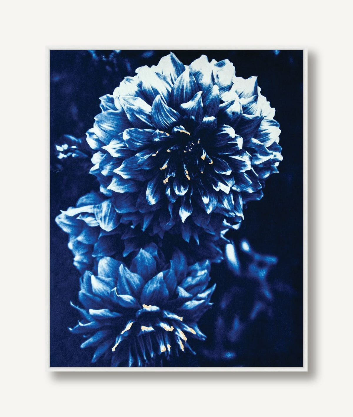 Blushing Dahlias 2 framed