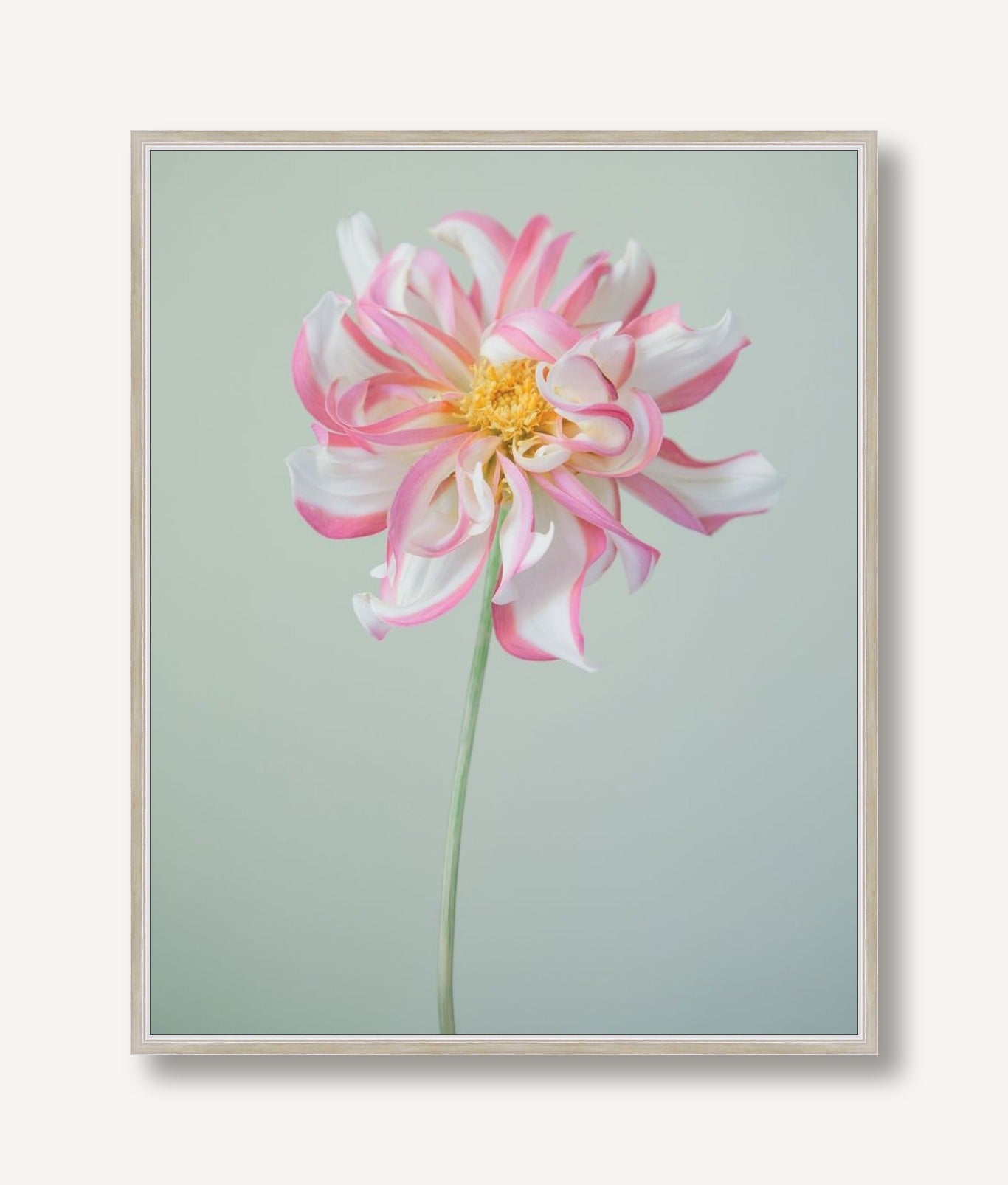 Emma Rose 5 framed