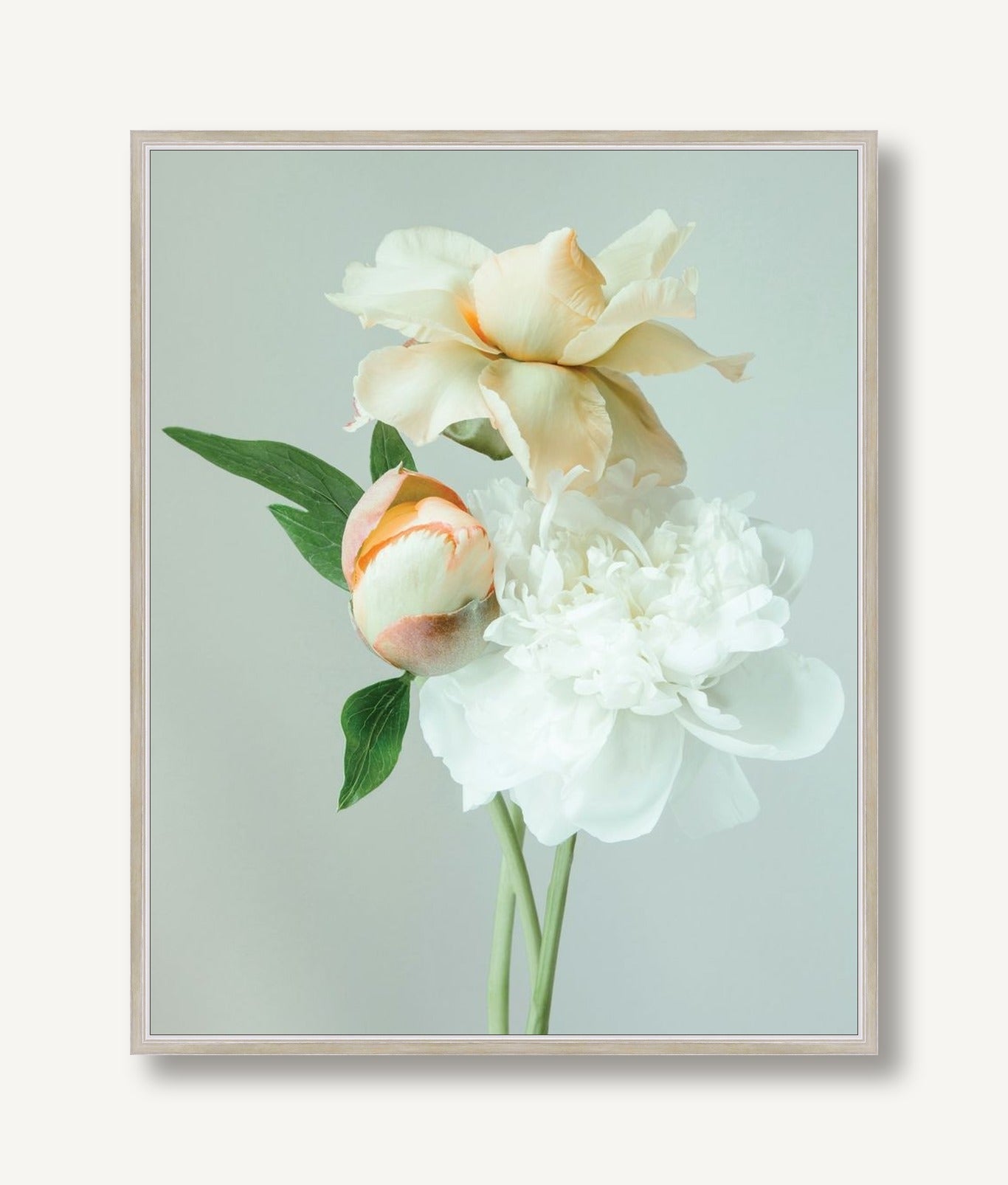 Rosaline 1 framed