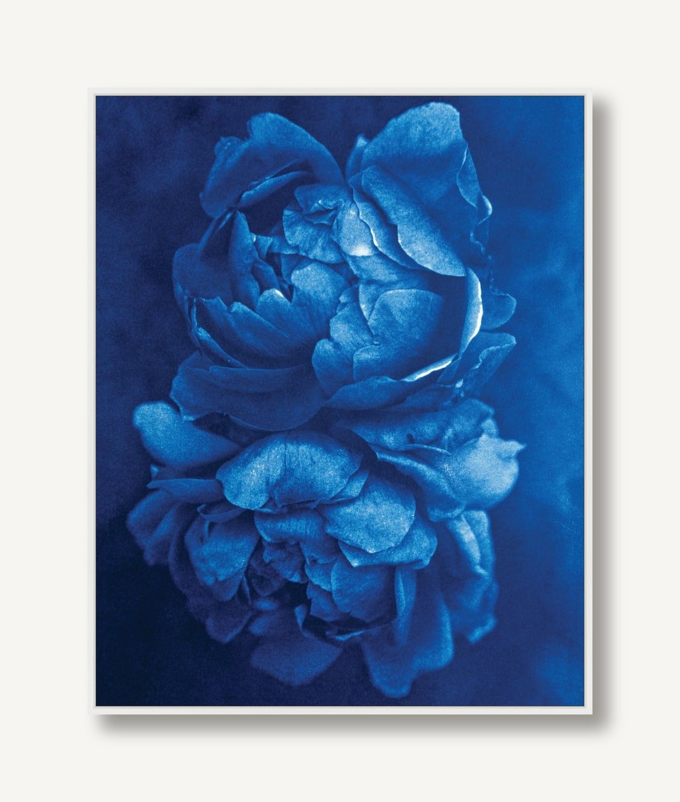 Two Roses 1 framed