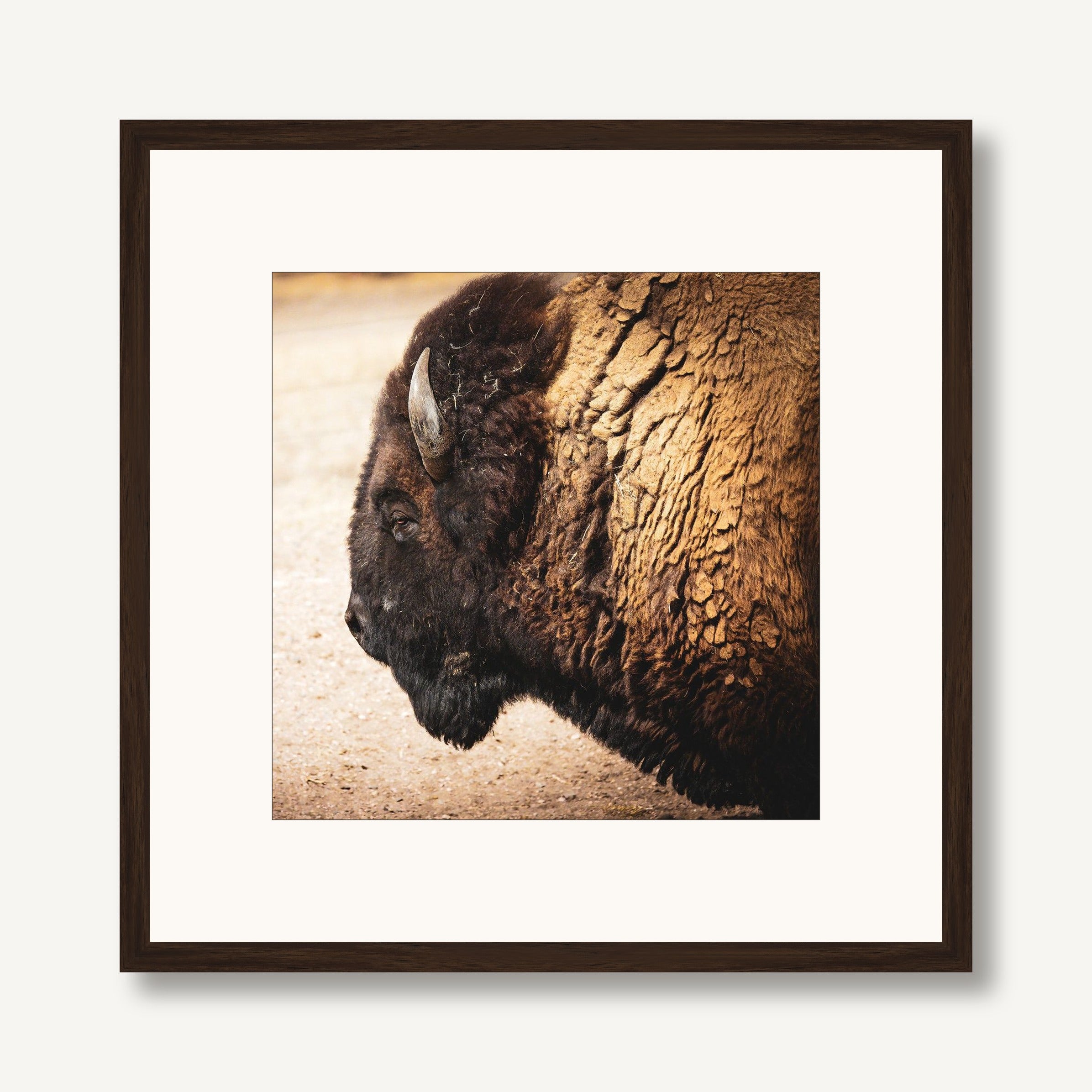 Bison 1 framed