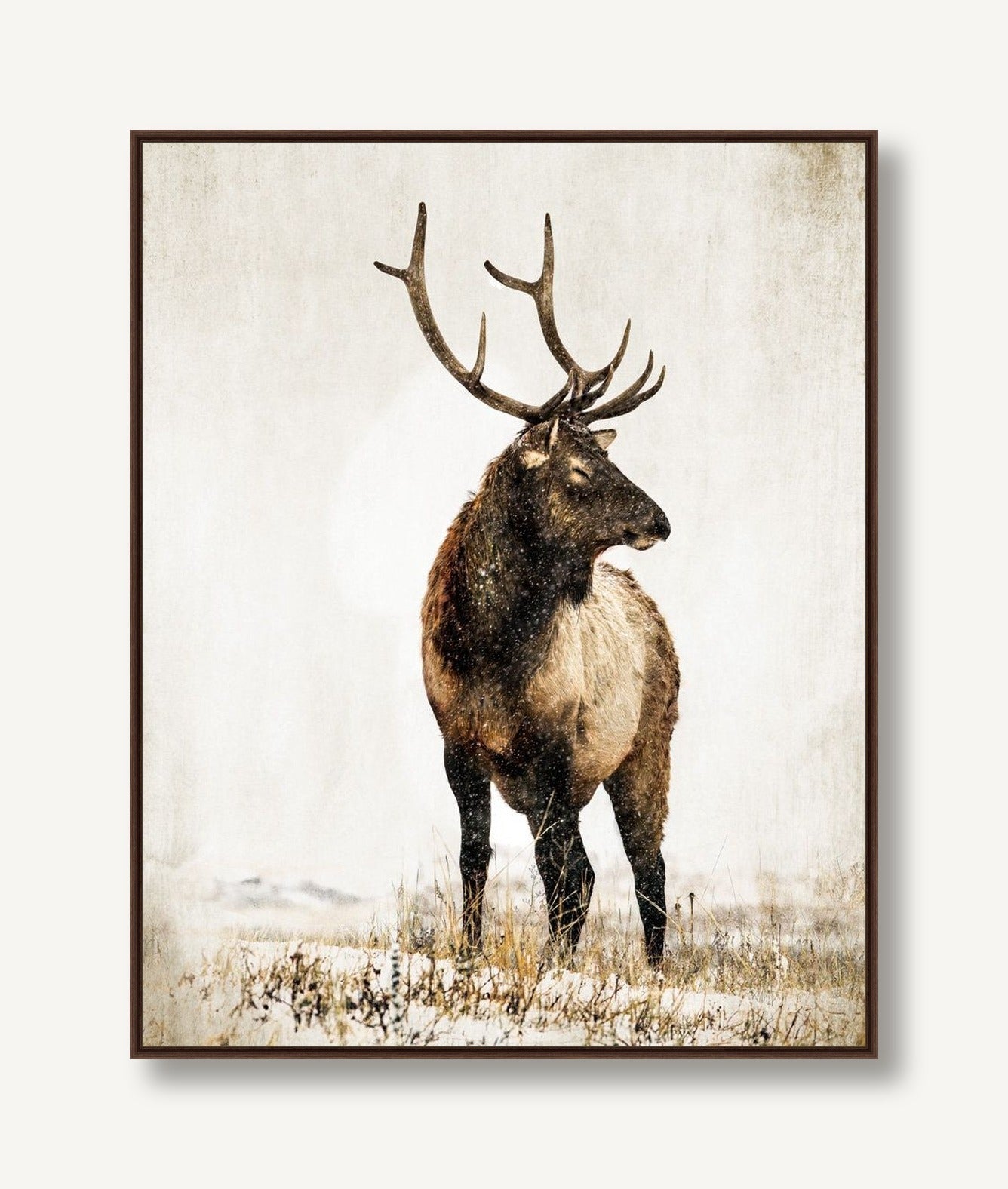 New Elk 1 framed