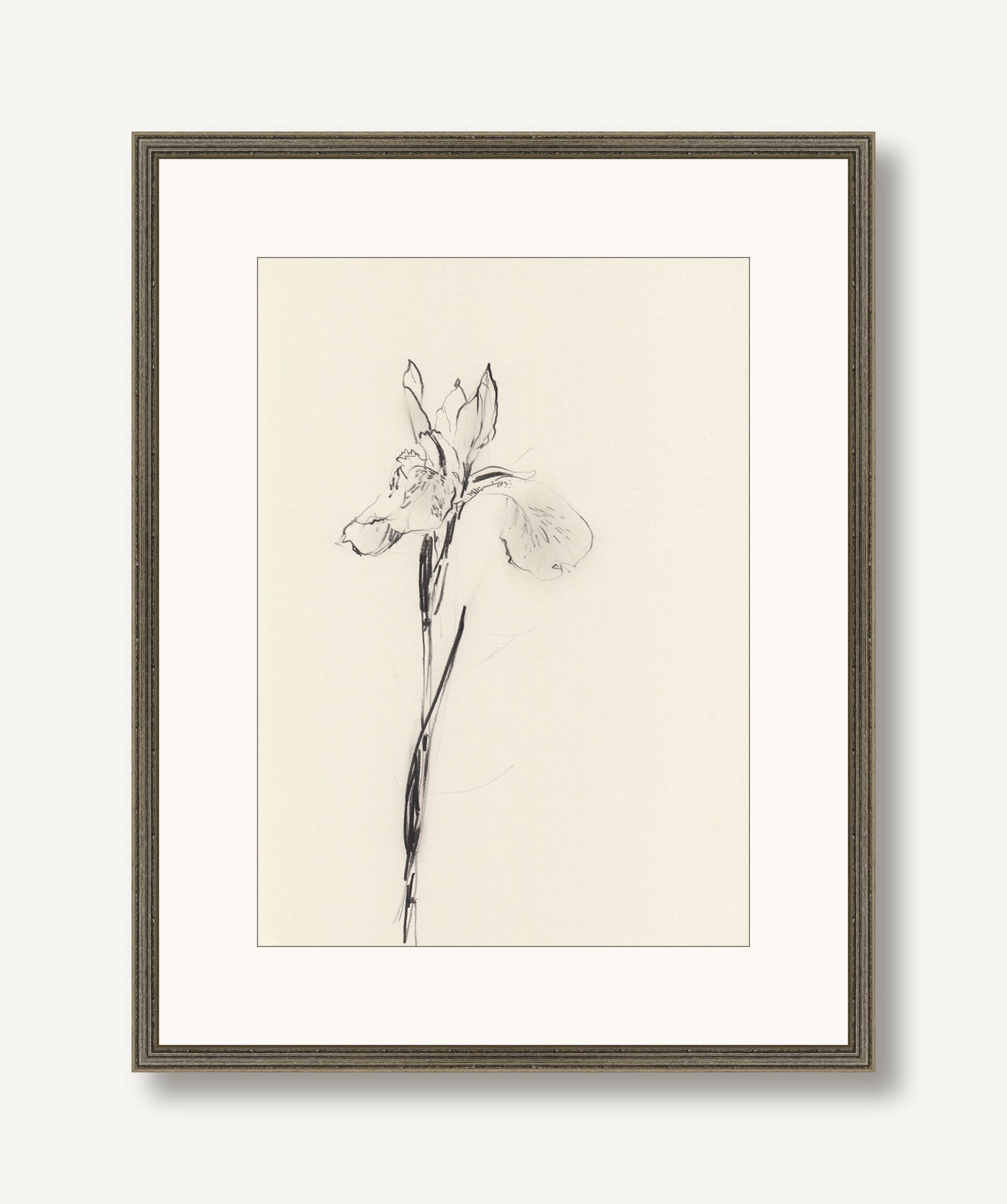 Iris 1 framed