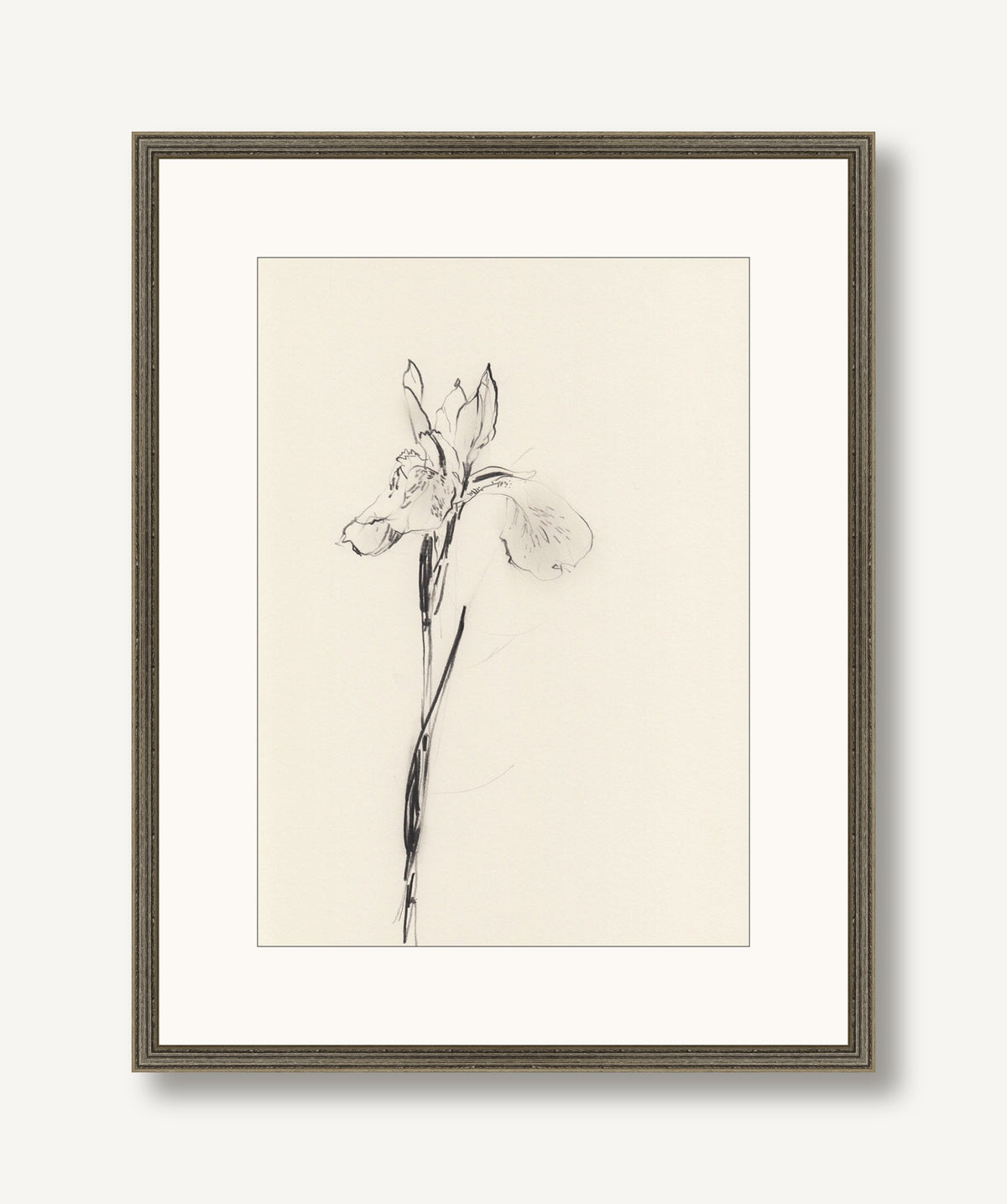 Iris 1 framed