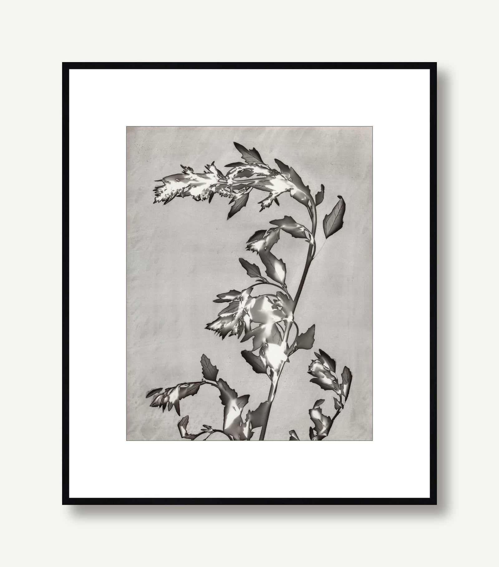 Lucent Botanicals 3 framed
