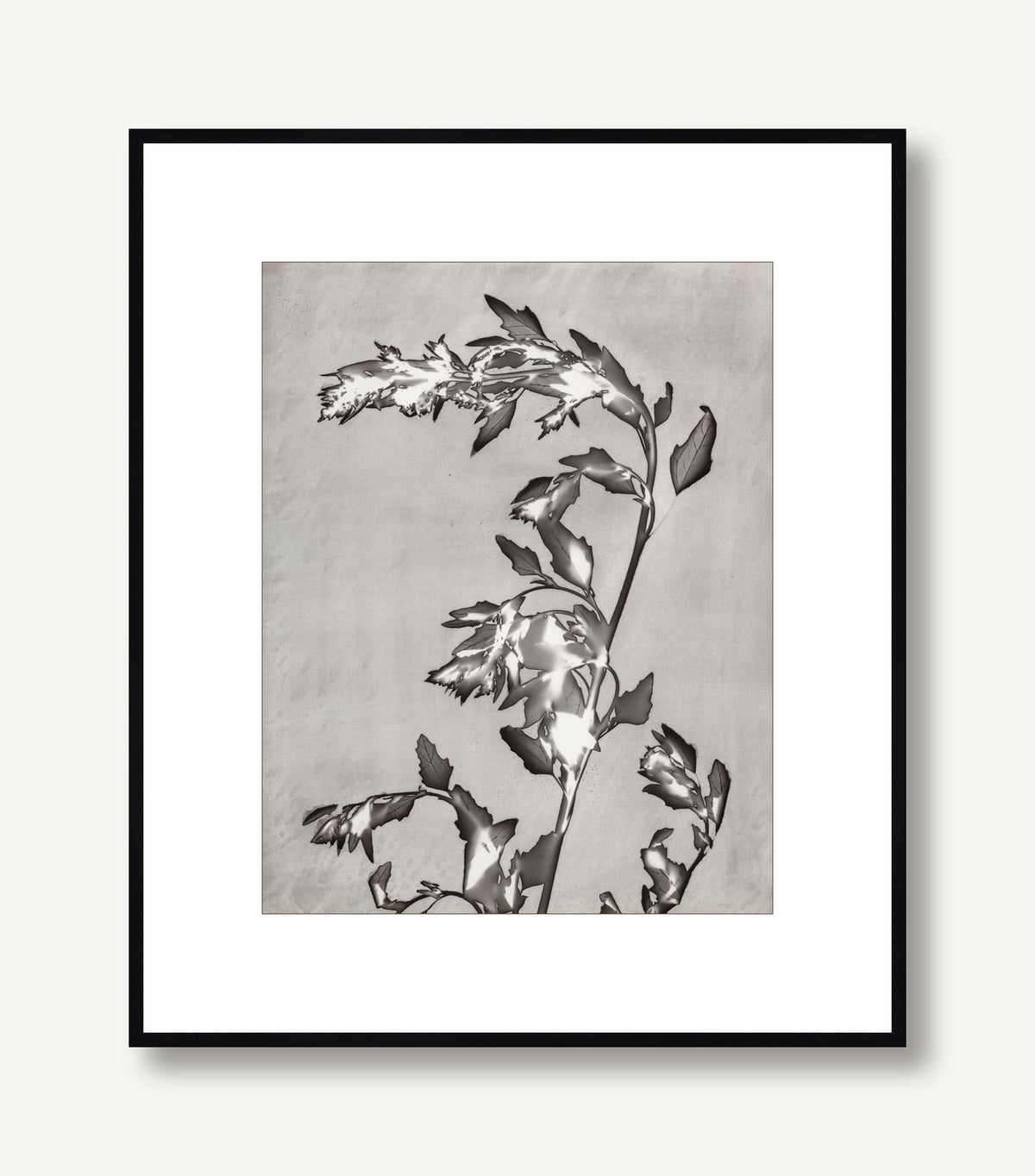 Lucent Botanicals 3 framed