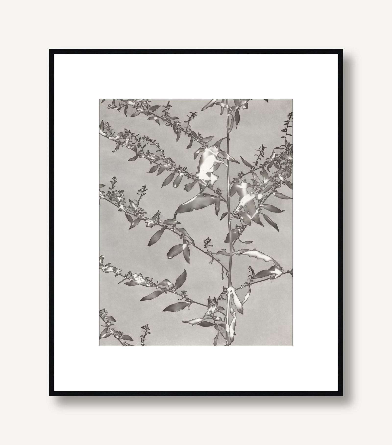 Lucent Botanicals 4 framed