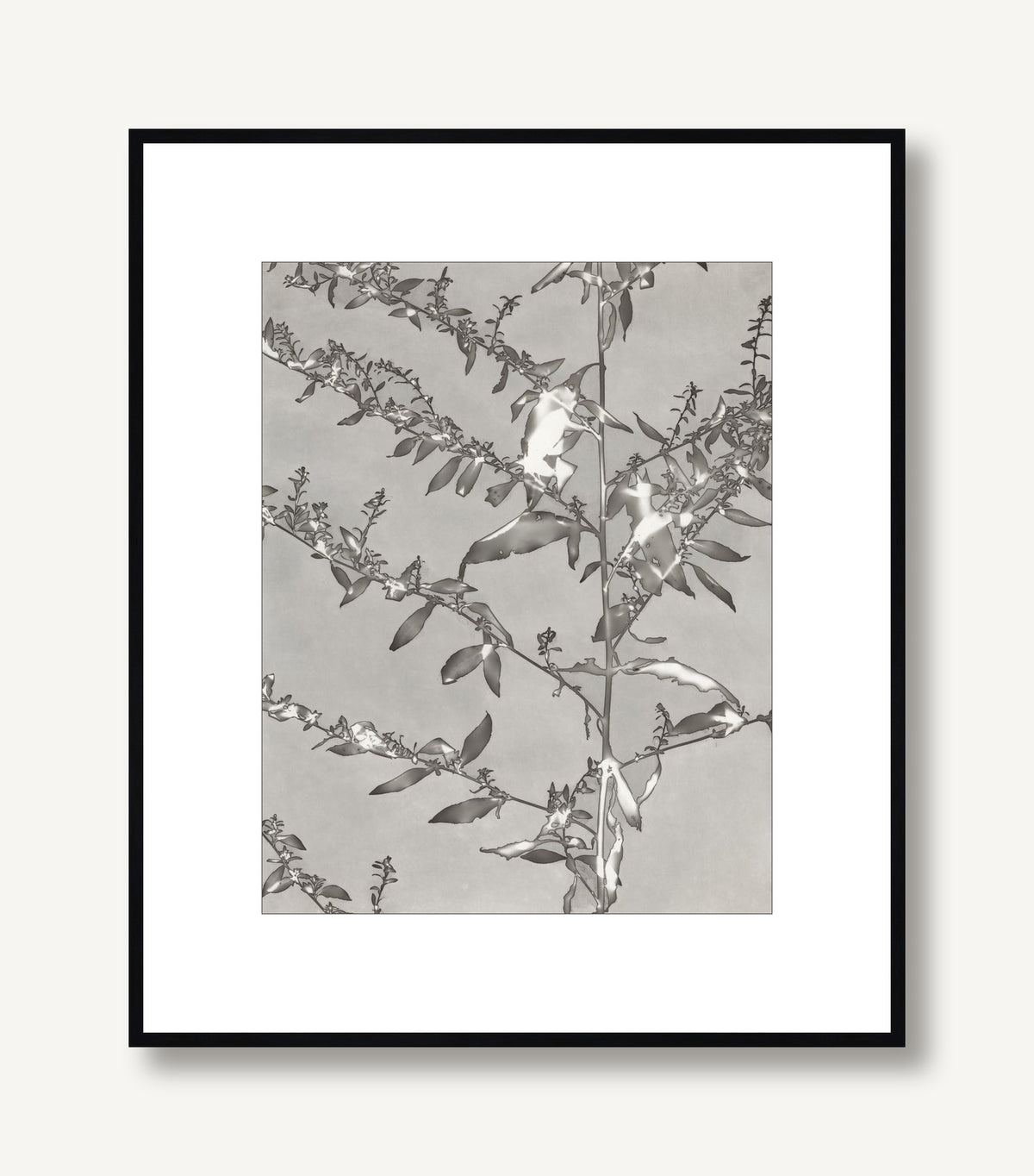 Lucent Botanicals 4 framed
