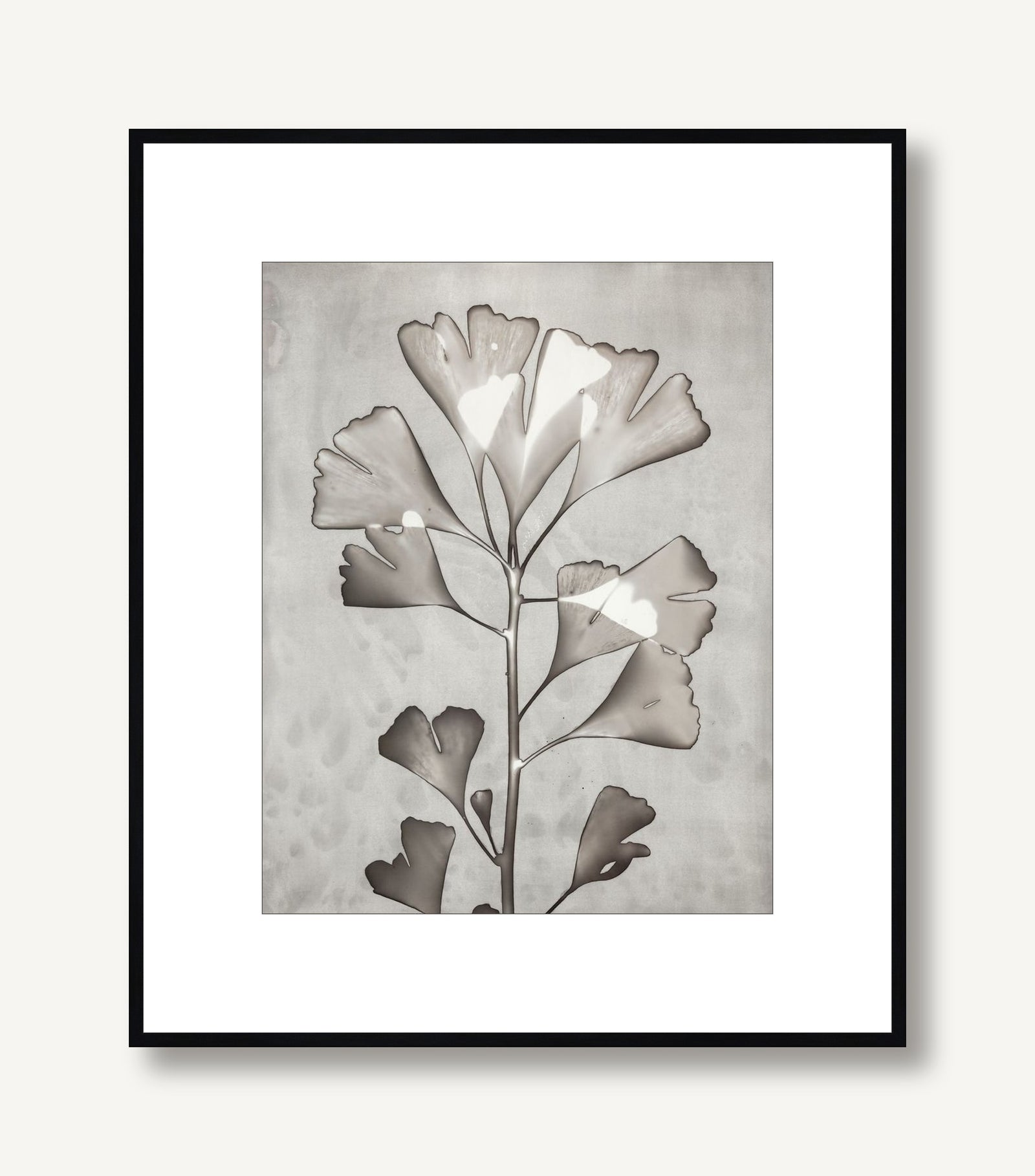 Lucent Botanicals 5 framed