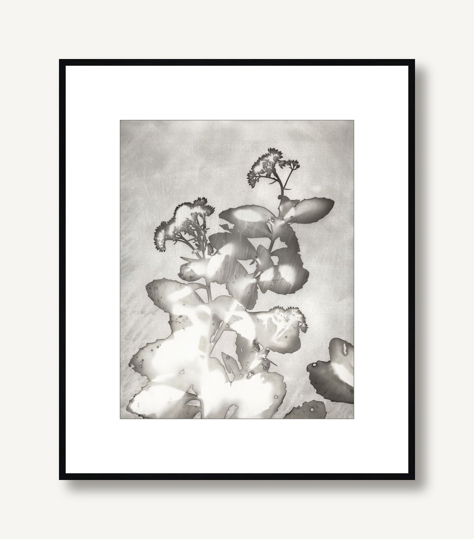 Lucent Botanicals 6 framed