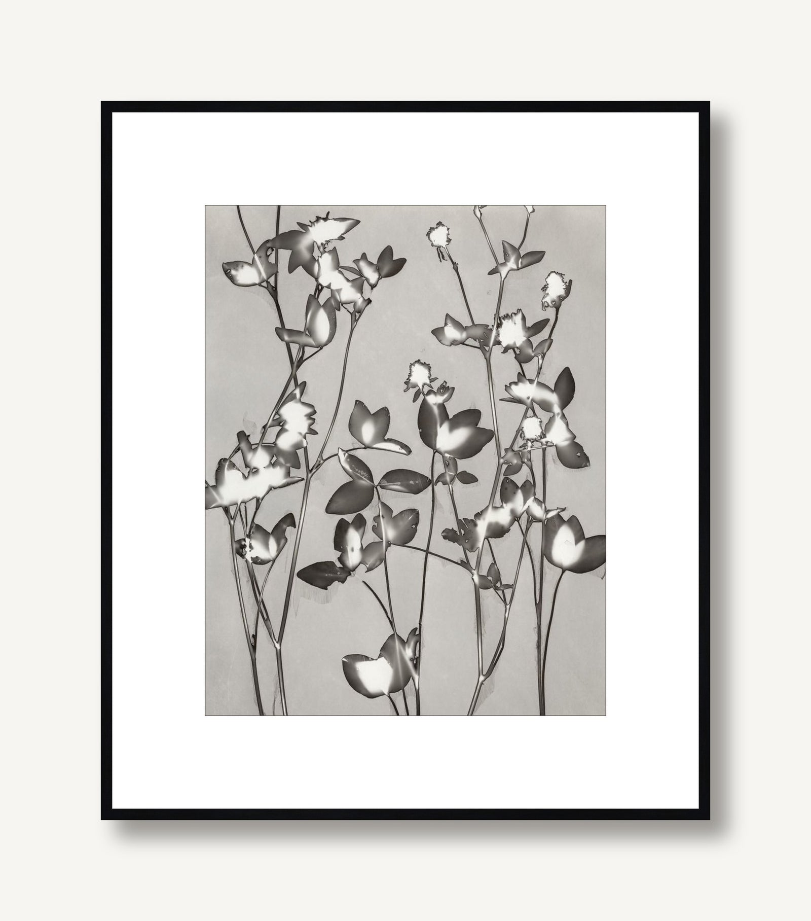Lucent Botanicals 7 framed