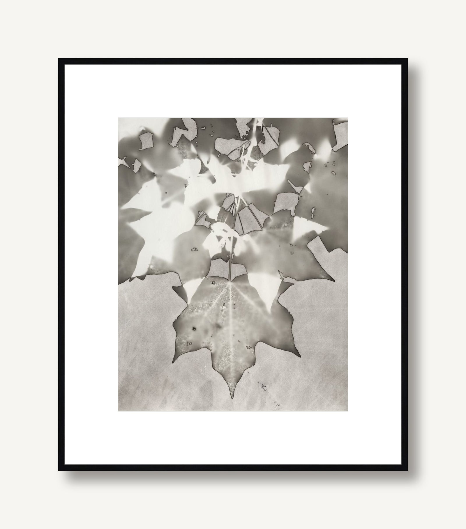Lucent Botanicals 8 framed