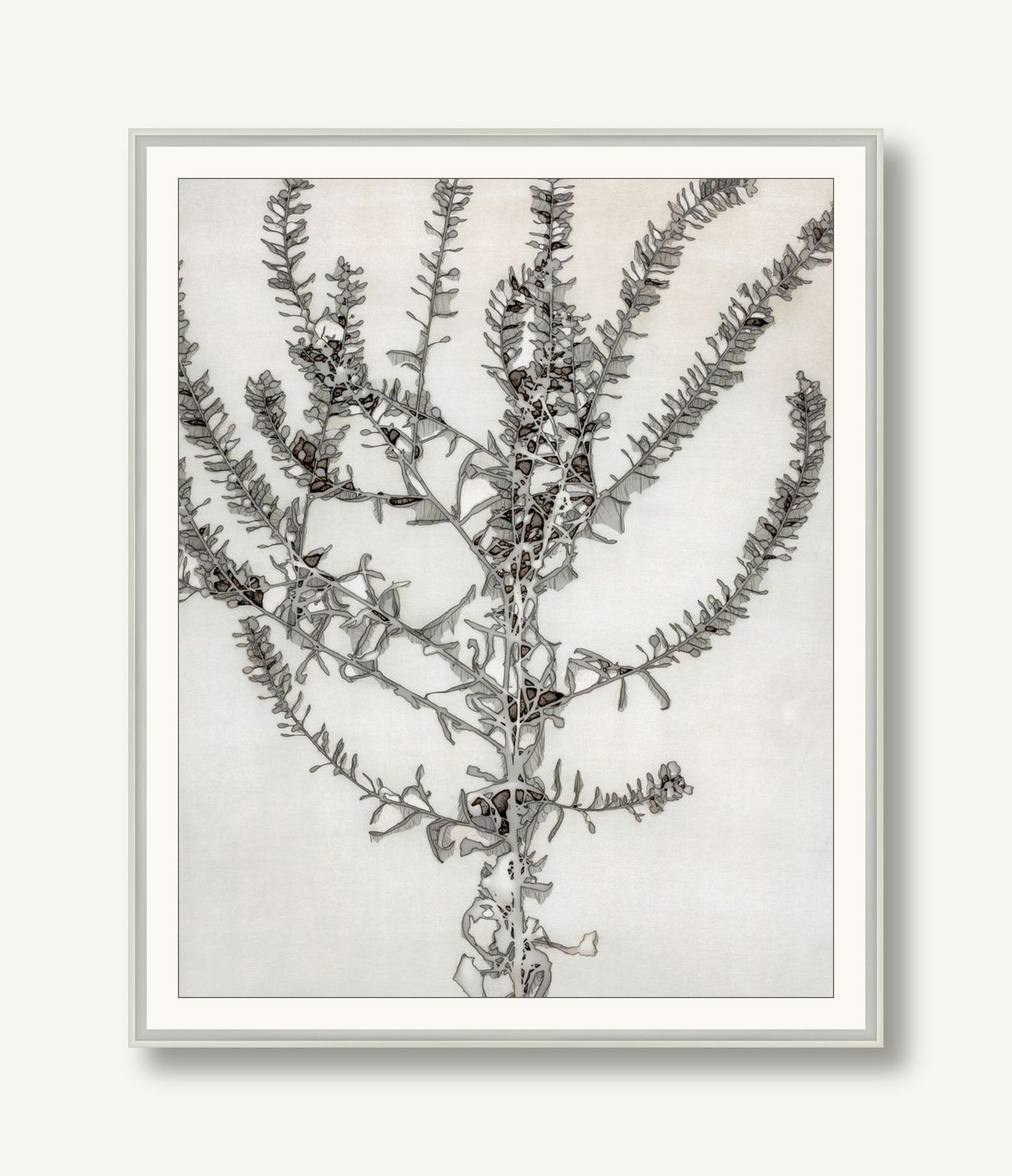 Shrouded Botany 1 framed