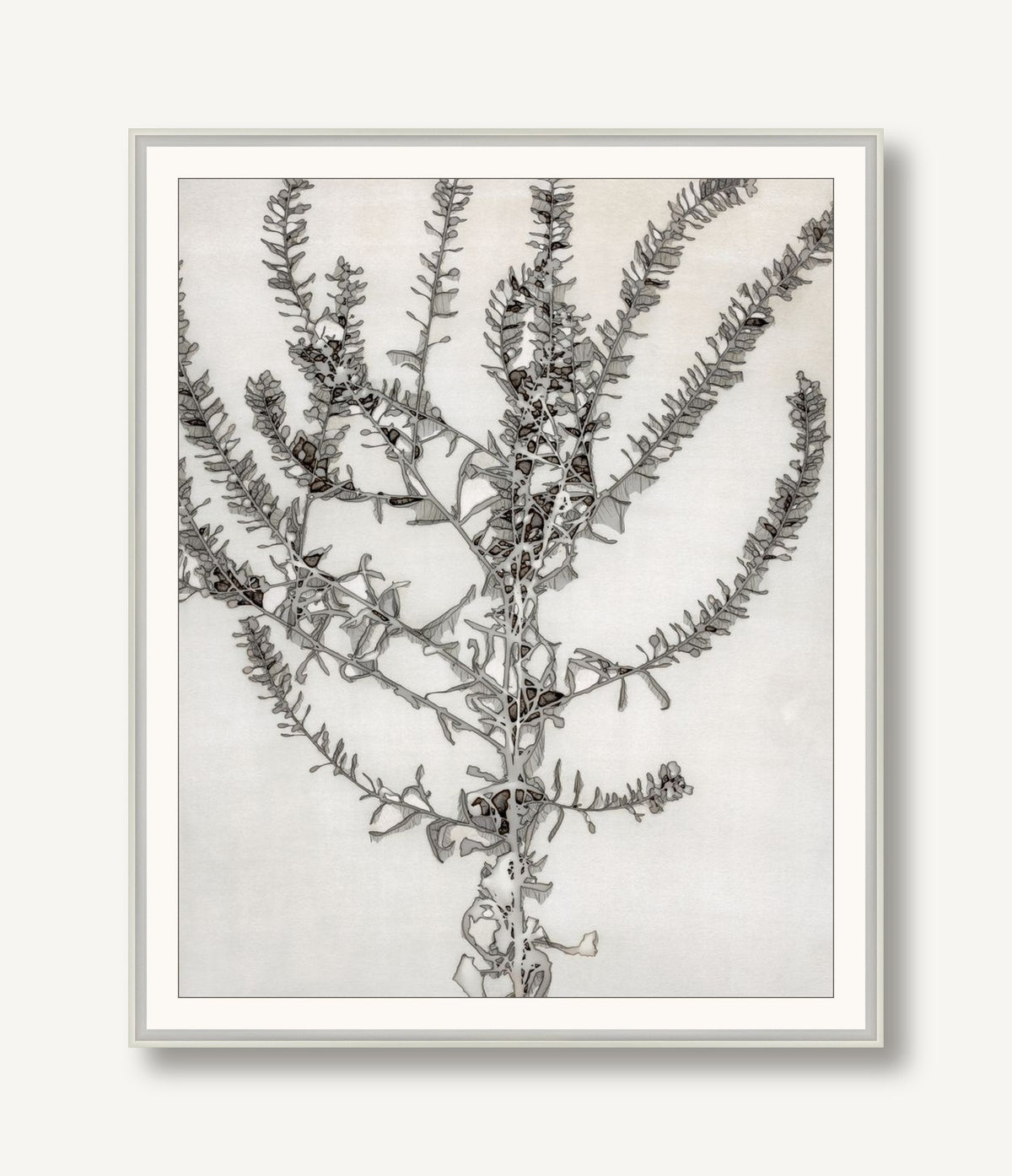 Shrouded Botany 1 framed