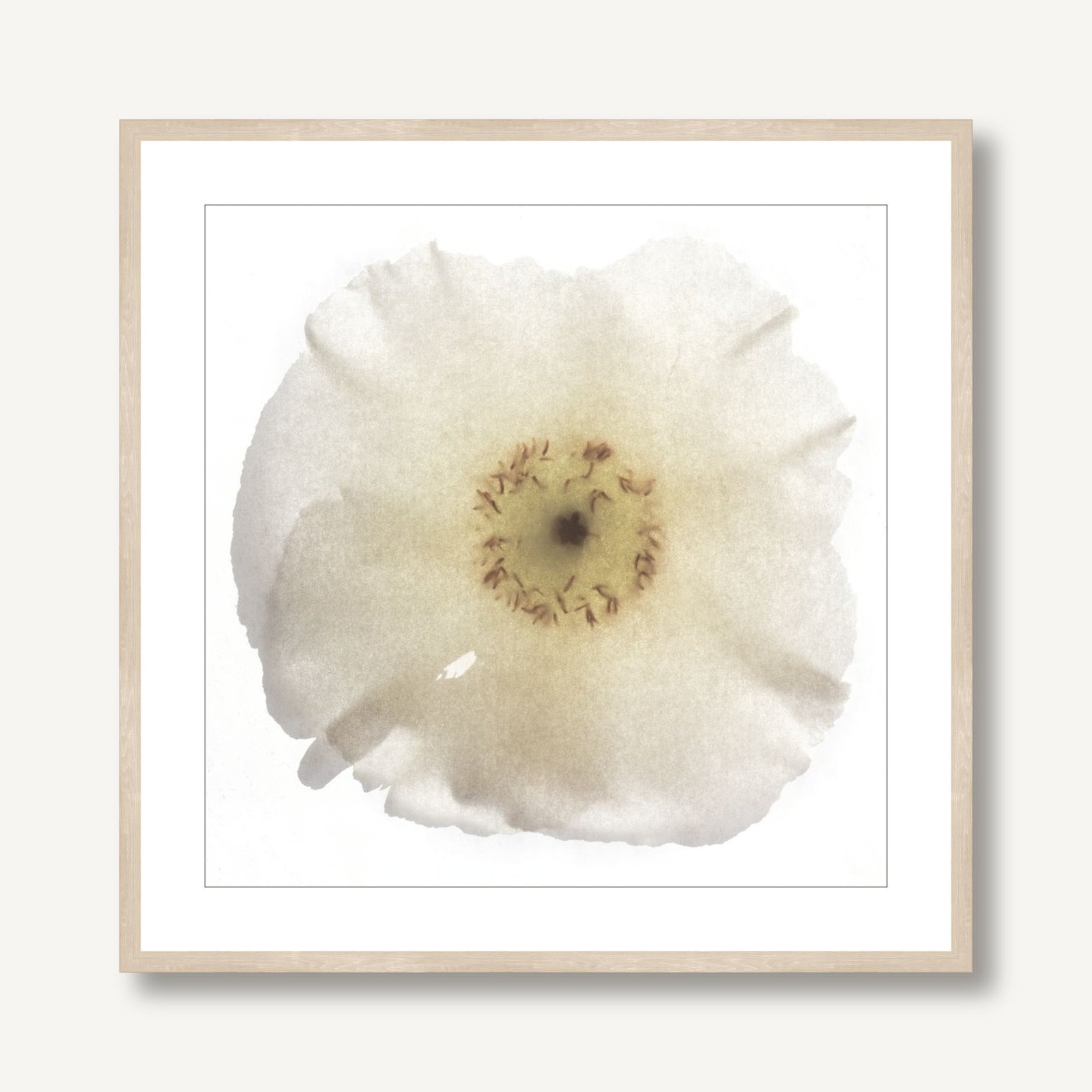 Poppy 1 framed
