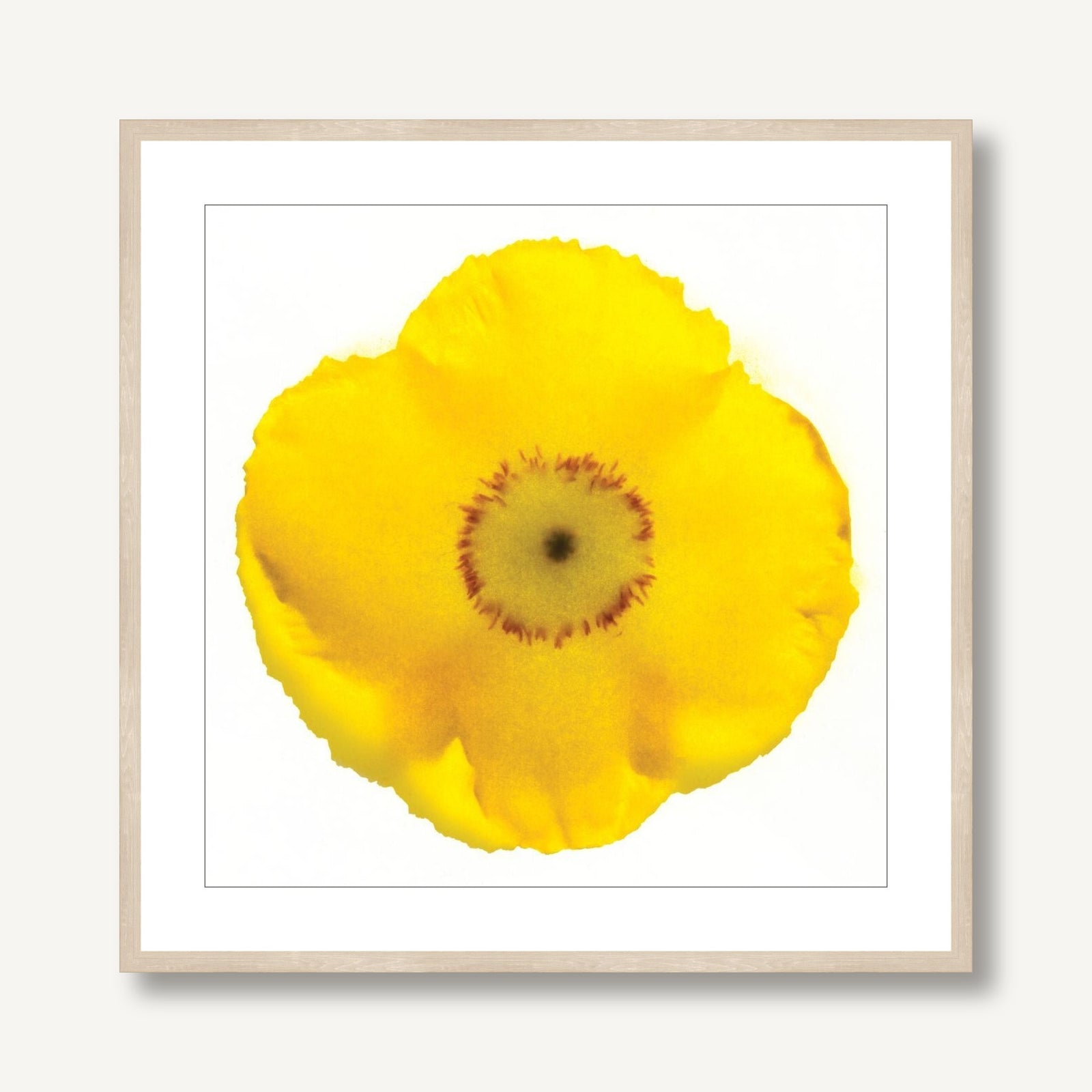 Poppy 2 framed