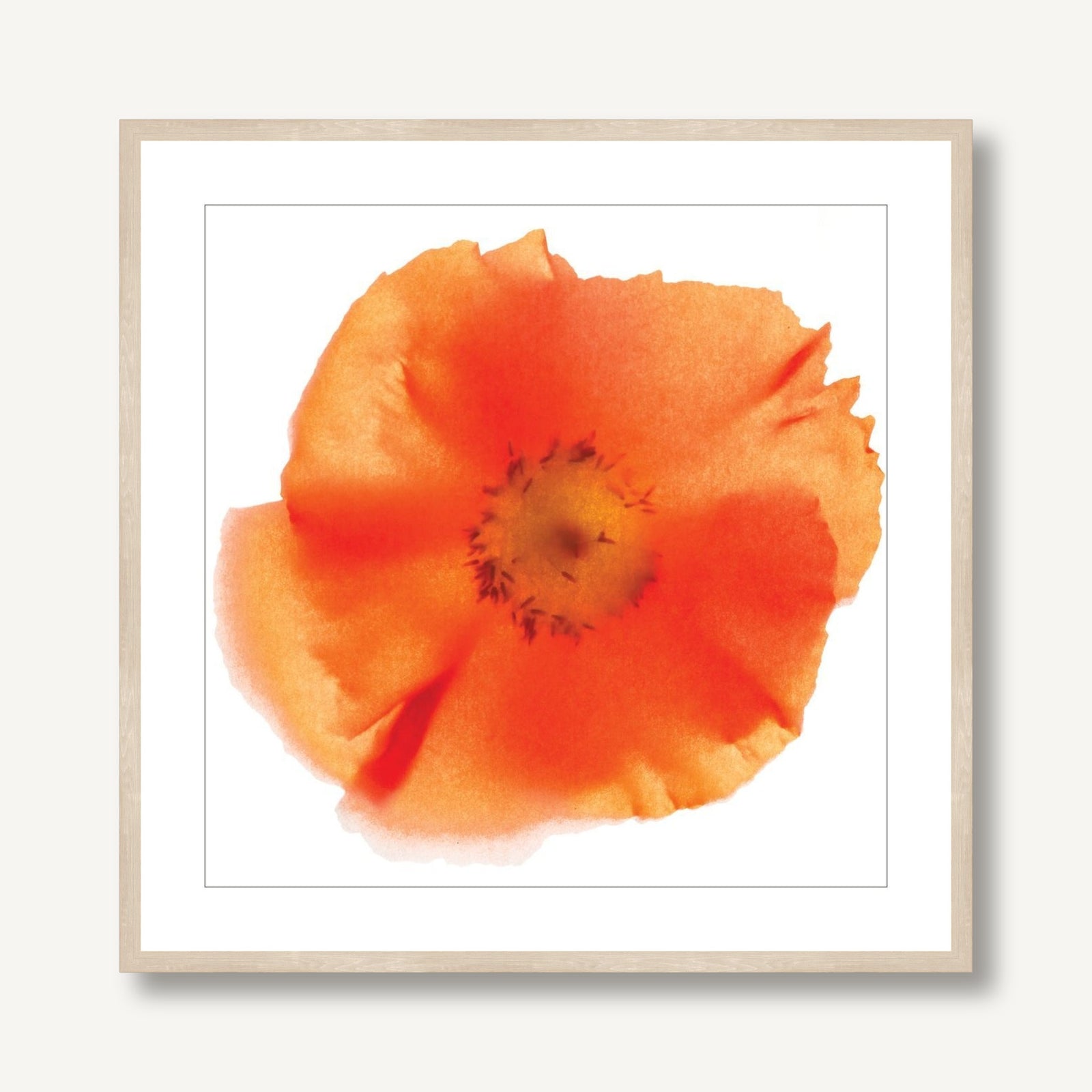 Poppy 3 framed
